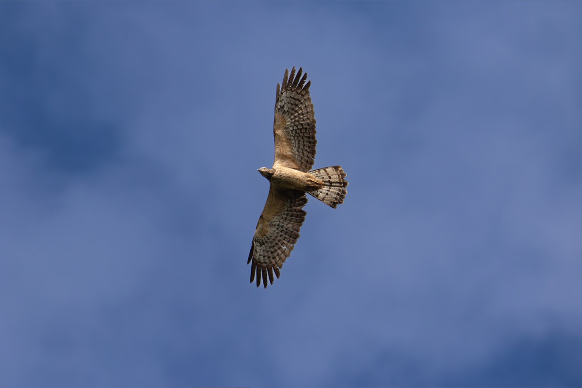 ORIENTAL HONEY BUZZARD